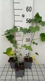 GRDplanten Groendecor Tuinarchitectuur 6x Malvastruik - Lavatera hybr. 'Candy Floss' | 9x9 cm pot