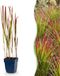 Green boutiQ Japans bloedgras - Imperata cylindrica Red Baron - Rode uitlopers - 6 Planten - Pot 11cm - Hoogte 15-25cm