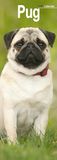 Pug Slim Mopshond Slimline Kalender 2027