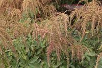 GRDplanten Groendecor Tuinarchitectuur 6x Pluimspirea - Astilbe (t) 'Straussenfeder' | 9x9 cm pot