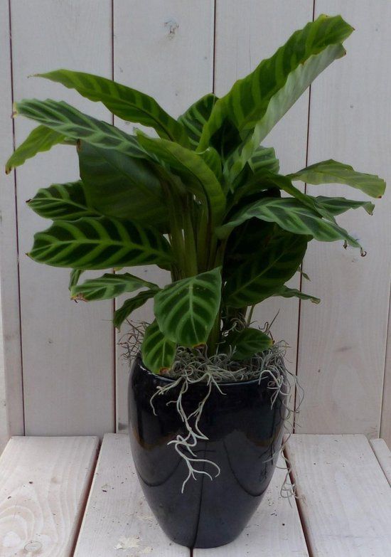 Warentuin natuurlijk Calathea Calathea groen blad zwarte/antraciete hoge pot 50 cm