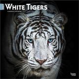 White Browntrout Publishers White Tigers - Weiße Tiger 2027 - 16-Monatskalender