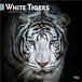 White Browntrout Publishers White Tigers - Weiße Tiger 2027 - 16-Monatskalender