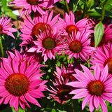 Arborix 6x Echinacea purpurea 'J.s. Roho'® Pot 9x9cm - Prachtige bloem voor in de tuin