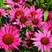 6x Echinacea purpurea 'J.s. Roho'® Pot 9x9cm - Magnifique fleur pour le jardin