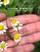 CULINARY HERBAL TEA: A Collection of Tea Recipes and Garden-Inspired Herbal Blends