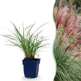 Green boutiQ Miscanthus sinensis Red Chief Pampusgras