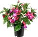 Kunstmatige Fuchsia Kunstmatige Sierplant in Pot