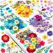 Unyqoos® Creative DIY Kit met 159 Unieke Gedroogde Bloemen en Pincet