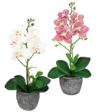 Kunstbloem Bol Kunstbloem Vlinderorchidee 35cm met bladeren en luchtwortels in pot Roze/Wit Set van 2
