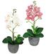 Kunstbloem Bol Kunstbloem Vlinderorchidee 35cm met bladeren en luchtwortels in pot Roze/Wit Set van 2