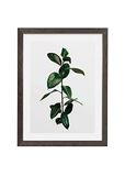 Komar Fotolijst hout Stone Grey met kunst poster "Elastica Leaf" als set - Grootte: 30x40 cm