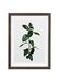 Komar Fotolijst hout Stone Grey met kunst poster "Elastica Leaf" als set - Grootte: 30x40 cm