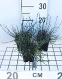 GRDplanten Groendecor Tuinarchitectuur 6x Steenanjer - Dianthus delt. 'Splendens' | 9x9 cm pot