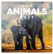 Presco Wild Animals Kalender 2027 Wandkalender