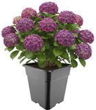 GARRONDA Hoge vierkante kunststof bloempot met drainagegaten voor tuin (Zwart, 33 x 33 x 34 cm (25L))