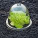 Nature Plantenstolp (34 cm) met grondpennen - set van 3 stuks