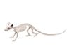 Atosa 64138 rattenskelet, 34 x 10 cm