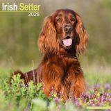 Irish Avonside Ierse Setter Kalender 2026