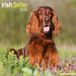 Irish Avonside Ierse Setter Kalender 2026