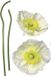 Komar Sticker mur Pavot Blanc Autocollant 50 x 70 cm