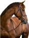 Covalliero Kerbl Hoofdstel Classic leer bruin cob