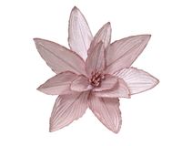 Everlands Poinsettia fluweel d30h15 cm proze