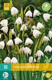 jub Leucojum aestivum X 10 Leucojum aestivum bloembollen