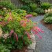 Bloomique - Lot de 3 - Dicentra Spectabilis - Cœur saignant - Floraison abondante - Rustique - Plante vivace - 10-20 cm de haut - Pot 9 cm