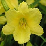 Arborix Hemerocallis 6 x Hemerocallis 'Happy Returns' - Daglelie pot 9x9cm - Grote, heldergele bloemen, herbloeiend, langbloeiend