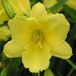 Arborix Hemerocallis 6 x Hemerocallis 'Happy Returns' - Daglelie pot 9x9cm - Grote, heldergele bloemen, herbloeiend, langbloeiend