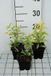 GRDplanten Guldenroede 6x Solidago hybr. 'Golden Mosa' | 9x9 cm pot