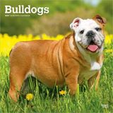 Bulldogs BrownTrout Bulldogs - Bulldogge 2027 - 16-Monatskalender