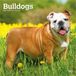 Bulldogs BrownTrout Bulldogs - Bulldogge 2027 - 16-Monatskalender