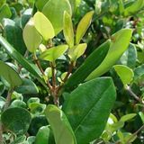 Bol Ligustrum Japonicum 'Texanum' - Ligustre du Japon - 30-40 cm pot
