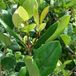 Bol Ligustrum Japonicum 'Texanum' - Ligustre du Japon - 30-40 cm pot