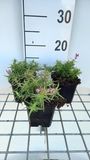 GRDplanten Vlambloem 6x Phlox (s) 'Scarlet Flame' | 9x9 cm pot