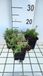 GRDplanten Vlambloem 6x Phlox (s) 'Scarlet Flame' | 9x9 cm pot