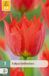 JUB Tulipa Robbedoes bloembol 7 stuks