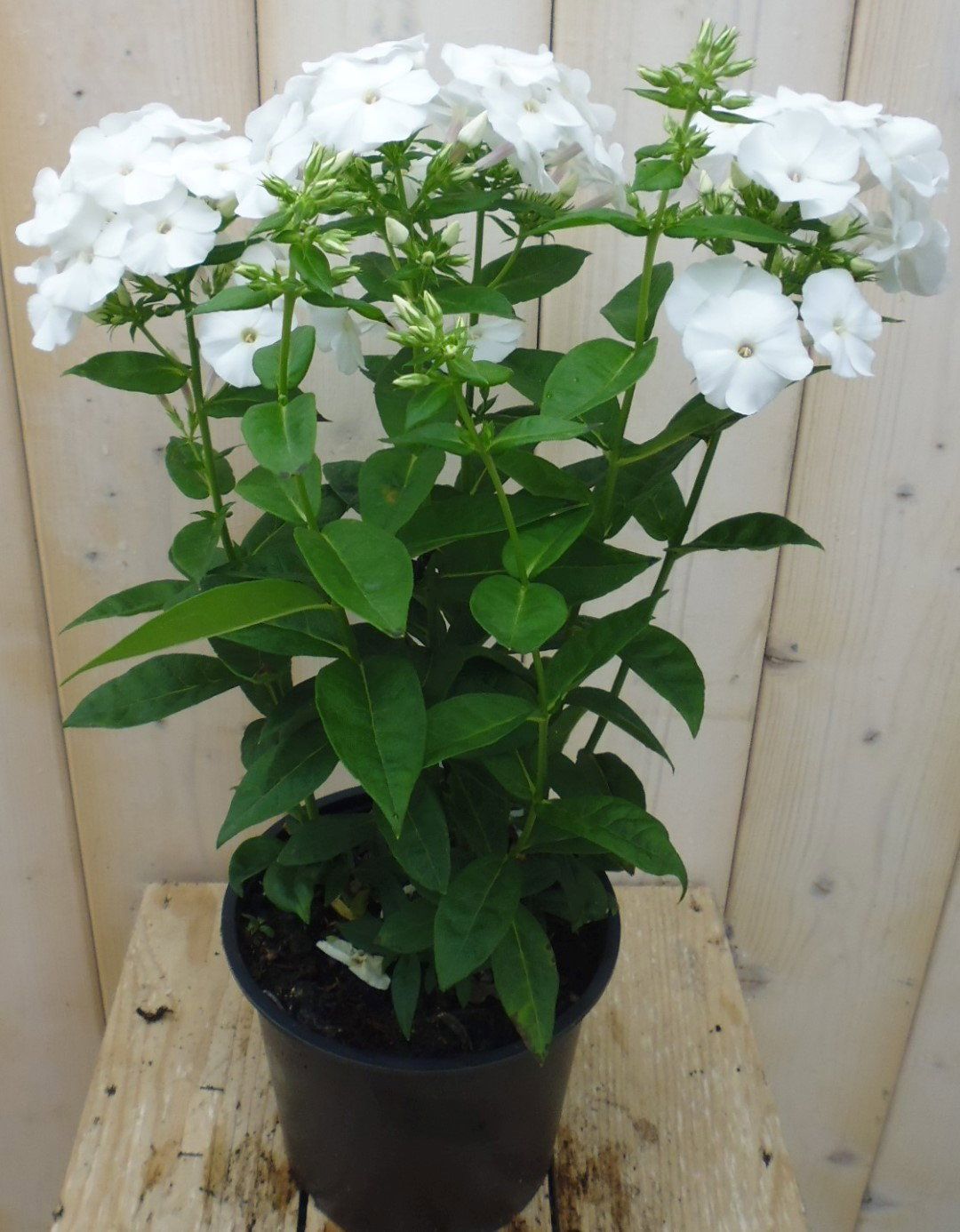 Warentuin Natuurlijk Vlambloem Phlox wit