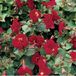 Moerings waterplanten Moerings Mimulus Bonfire Red Rode Maskerbloem