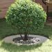 Maison Exclusive - Adaptée pour anneaux d'arbres plats, argentés, diamètre 40/70 cm, en acier galvanisé
