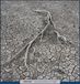 Konkurrent Ethernet - 144 Pulsations Of Light (CD)