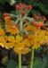 GRDplanten Groendecor Tuinarchitectuur 6x Sleutelbloem - Primula bulleyana | 9x9 cm pot