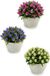 Ibergarden Decoratieve plant, Kunststof, 12.5 x 14 x 14 cm, Meerkleurig, 12 Stuks