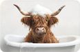 CanvasCompany.nl B.V. Tapis de bain 60x40 cm - Highland Cow - Microfibre - Rectangulaire - Lavable