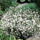 Arborix Linum 6 x Linum Perenne 'Diamant' - Overblijvend Vlas pot 9x9cm
