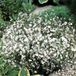 Arborix Linum 6 x Linum Perenne 'Diamant' - Overblijvend Vlas pot 9x9cm