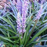 Arborix Bol 6 x Liriope Muscari 'Ingwersen' - Leliegras pot 9x9cm