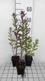Aster 6x Aster - Aster n.a. 'Septemberrubin' | 9x9 cm pot
